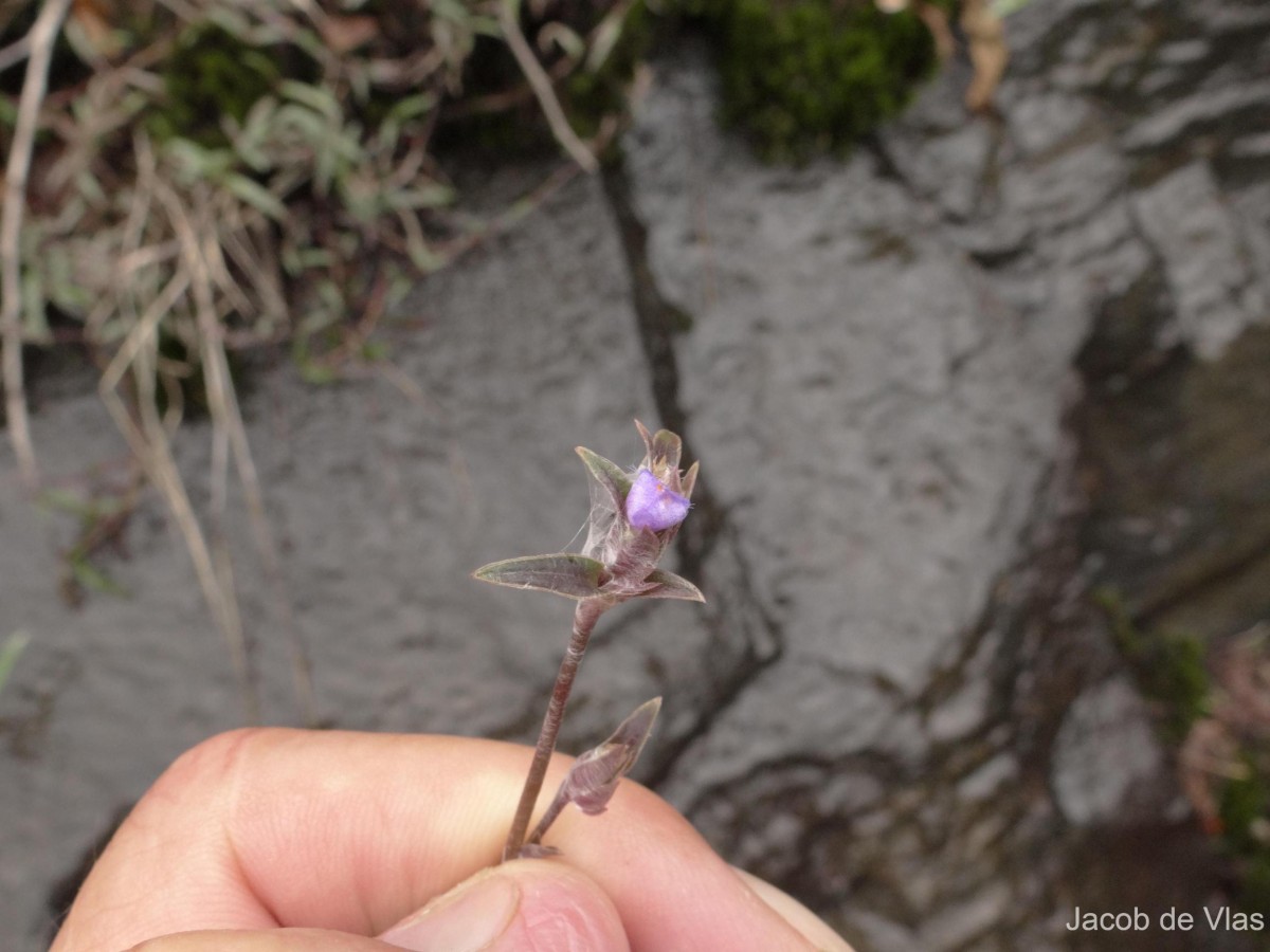 Cyanotis thwaitesii Hassk.